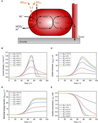 Corrigendum: Spotlight on the Energy Harvest of Electroactive Microorganisms: The Impact of the Applied Anode Potential